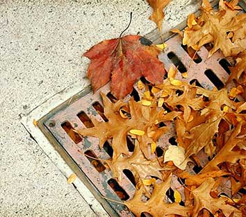 Photograph of leaves on storm drain